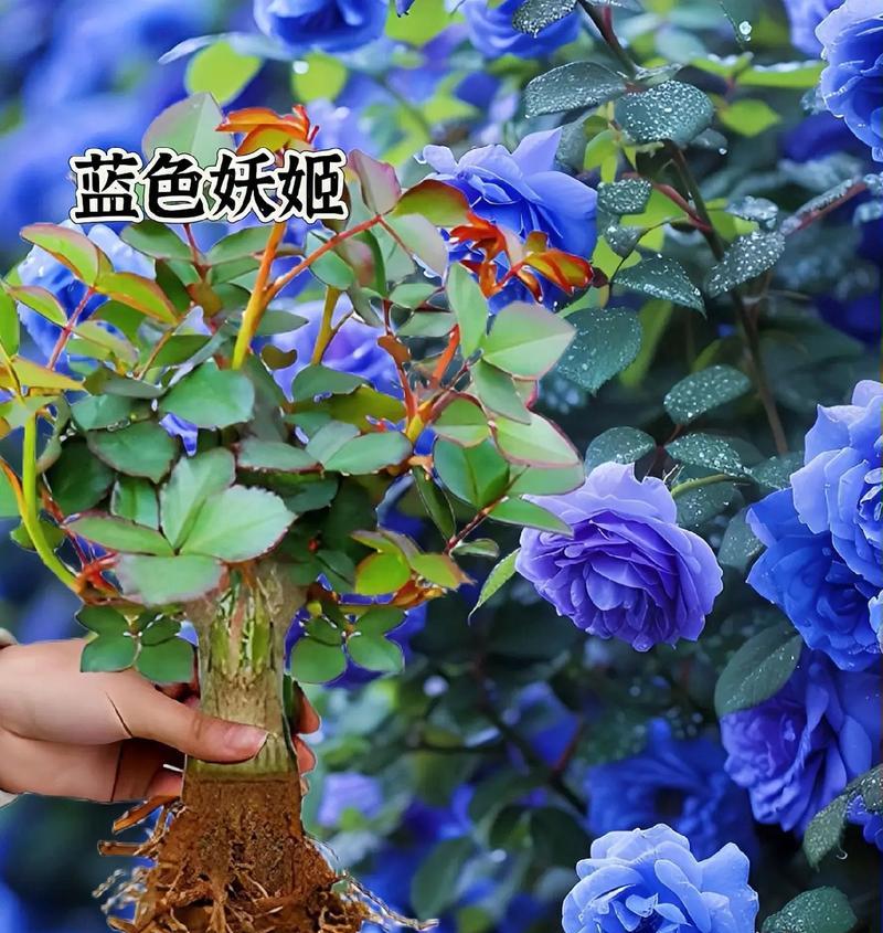 蓝色的花蓝精灵象征着什么？它的寓意有哪些？