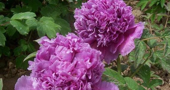 三朵紫色牡丹花代表什么？紫色牡丹花的花语是什么？