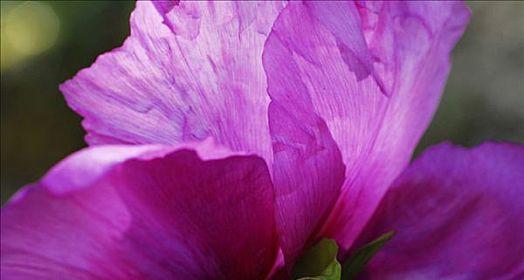 三朵紫色牡丹花代表什么？紫色牡丹花的花语是什么？