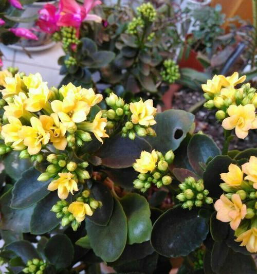 现烤吉庆花语是什么？