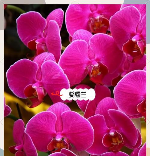 春节送什么花寓意好？