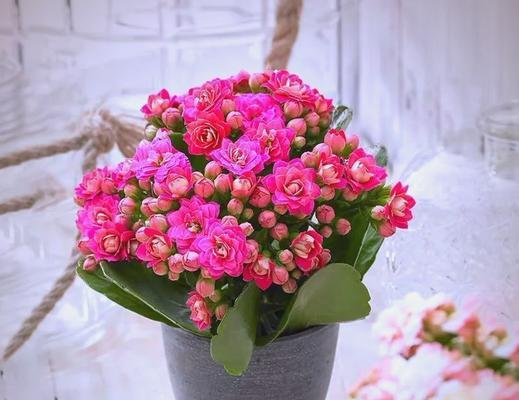 春节送什么花寓意好？