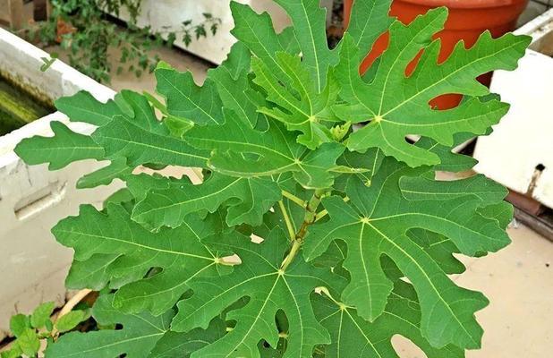 无花果的花语是什么？它象征着爱情吗？