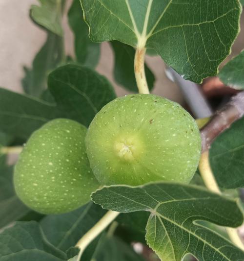 无花果的花语是什么？它象征着爱情吗？
