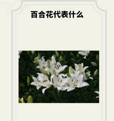 米色玫瑰和百合花的花语有何不同？