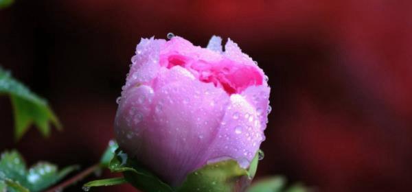 非常如意牡丹花的寓意和花语是什么？如何表达？