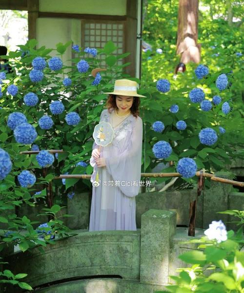 紫阳花各颜色分别代表什么？