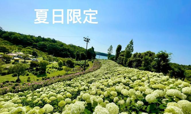 紫阳花各颜色分别代表什么？
