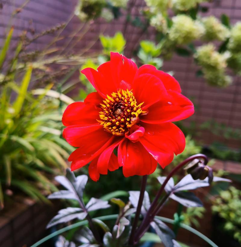哪些花寓意平安和财运？如何用花来祝福平安和财富？