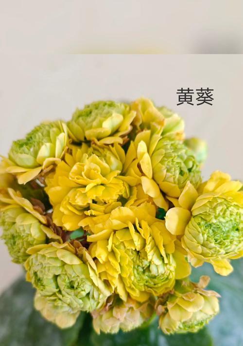 黄色仙鹤花有何寓意和象征意义？