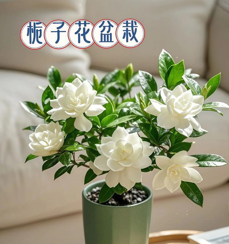 栀子花象征什么爱情？栀子花的寓意是什么？