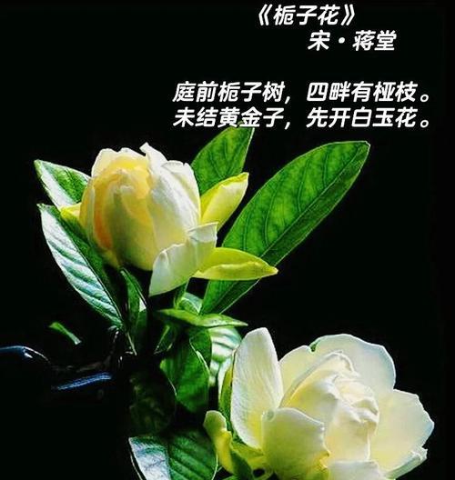栀子花象征什么爱情？栀子花的寓意是什么？