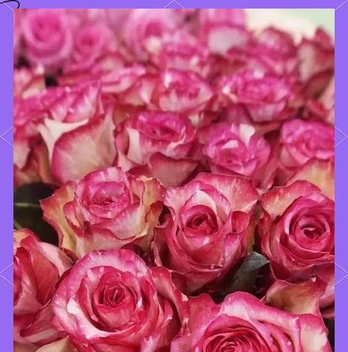 双色花代表什么？不同颜色组合有何含义？