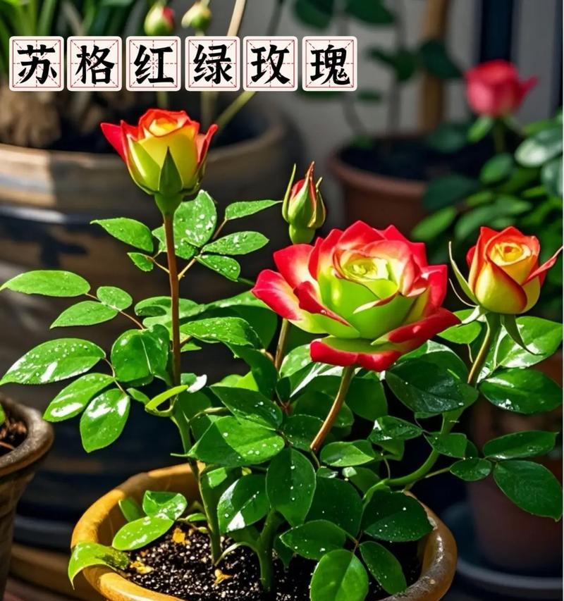 双色花代表什么？不同颜色组合有何含义？