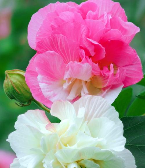 双色花代表什么？不同颜色组合有何含义？