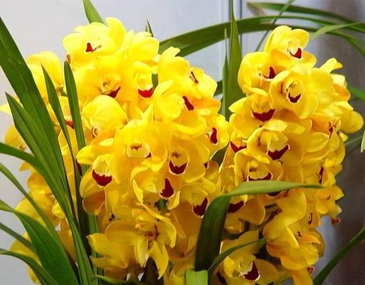 春节选什么花寓意好？春节花卉的象征意义是什么？