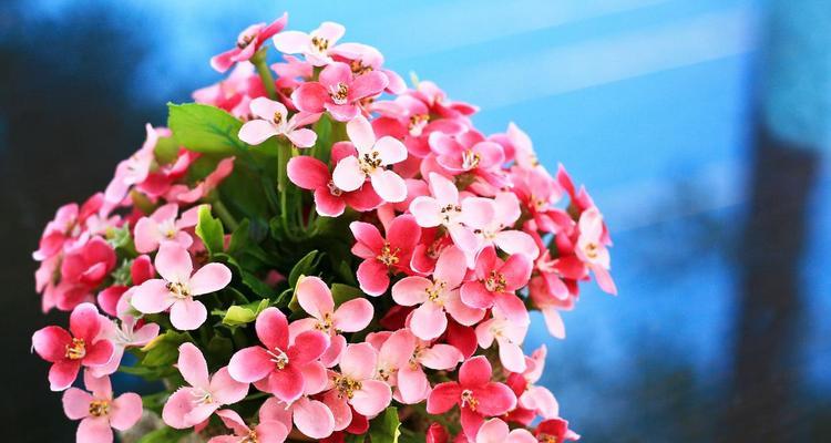 春节选什么花寓意好？春节花卉的象征意义是什么？