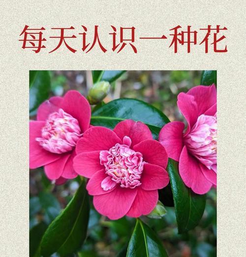 白色花的寓意是什么？它象征自由吗？