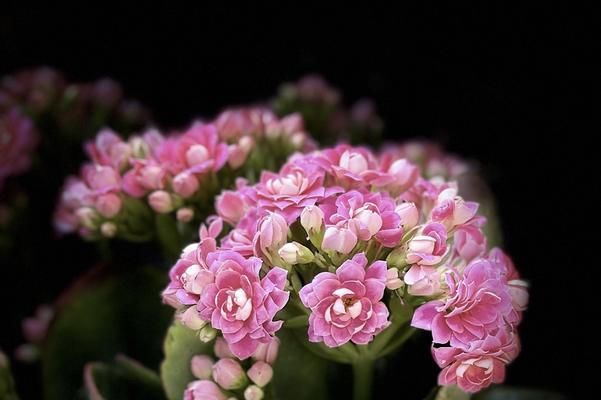 白色花的寓意是什么？它象征自由吗？