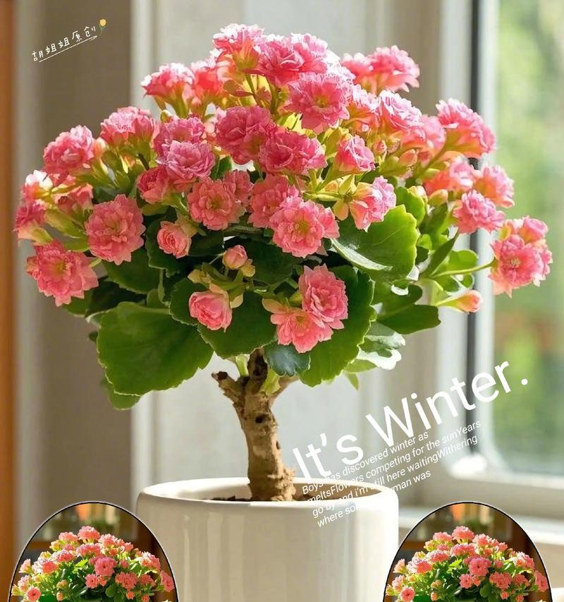长寿花通常是哪种颜色？