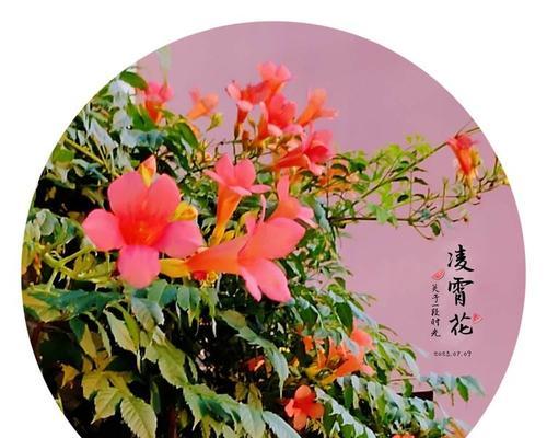 凌霄花的寓意象征粉色是什么？它有什么特别含义？