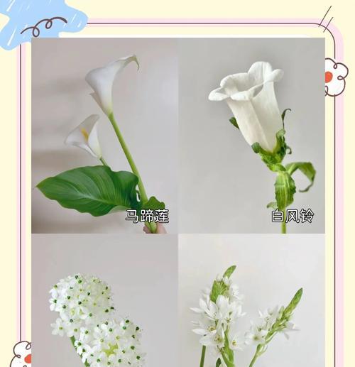 古代哪些花象征着爱情美满？它们在现代是否仍被赋予相同的意义？