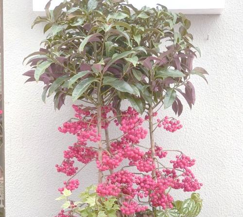 日本有哪些象征吉祥好运的花？