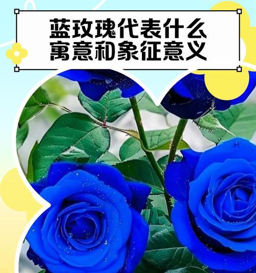 送老师蓝色花有何意义？蓝色花的象征是什么？