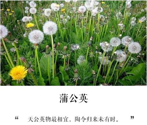 两朵白色蒲公英花代表什么？白色蒲公英花的寓意是什么？