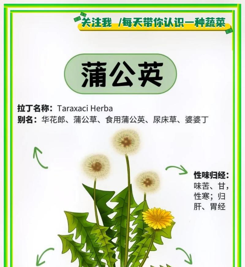 两朵白色蒲公英花代表什么？白色蒲公英花的寓意是什么？
