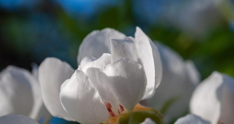 白色桔梗花的花语是什么？寓意有何特别之处？