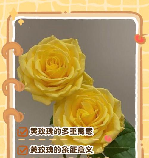 拼色玫花有何特别意义？它的象征是什么？