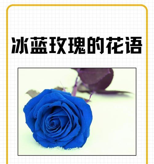 拼色玫花有何特别意义？它的象征是什么？