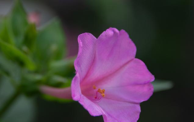 粉色茉莉花有什么寓意和象征？粉色茉莉花的寓意和象征是什么？