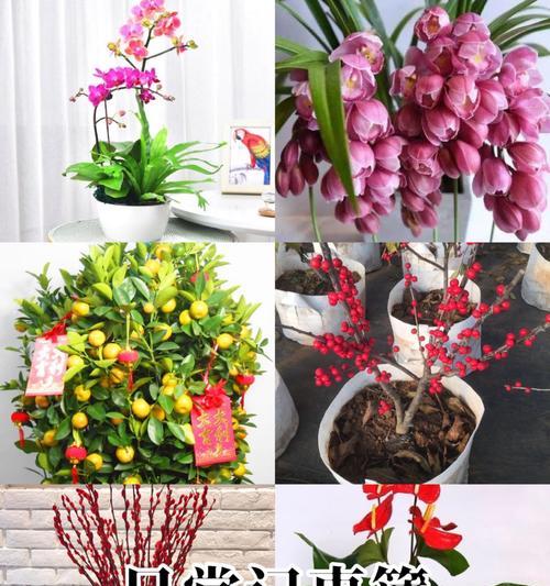 春节花语祝词有哪些？