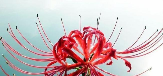 红色花朵代表勇敢吗？它们的花语是什么？