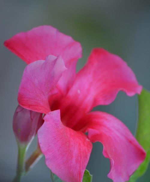 红色花朵代表勇敢吗？它们的花语是什么？