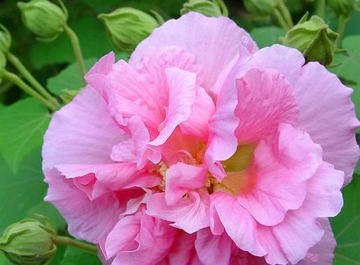 芙蓉花的传统寓意是什么？