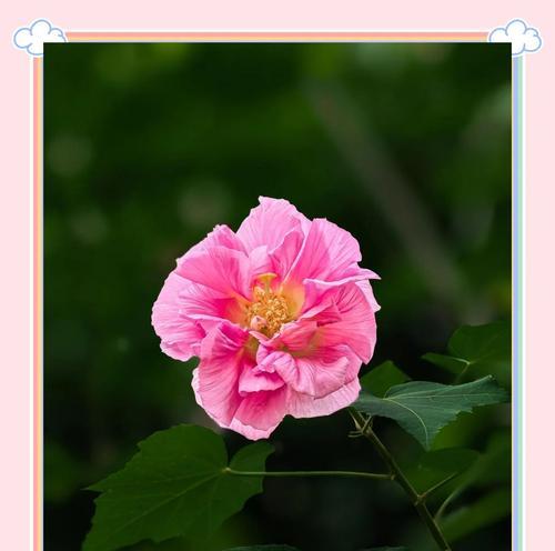 芙蓉花的传统寓意是什么？