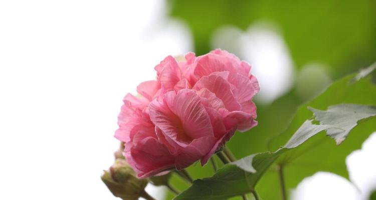 芙蓉花的传统寓意是什么？