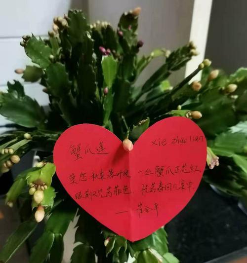花语老师是什么意思？背景人物如何影响花语？