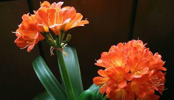 血色百合花象征着什么？它的意义何在？