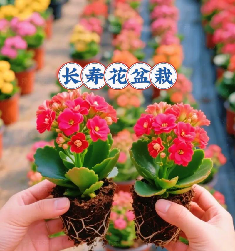 长寿花火舞的寓意是什么？火舞长寿花的象征意义有哪些？