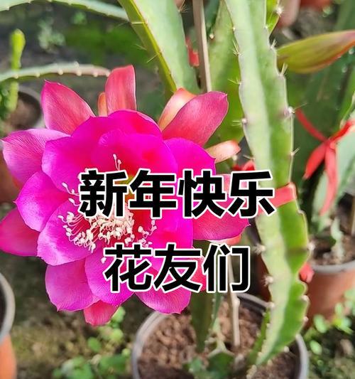 哪些花寓意祝福满满？充满祝福的花有哪些？