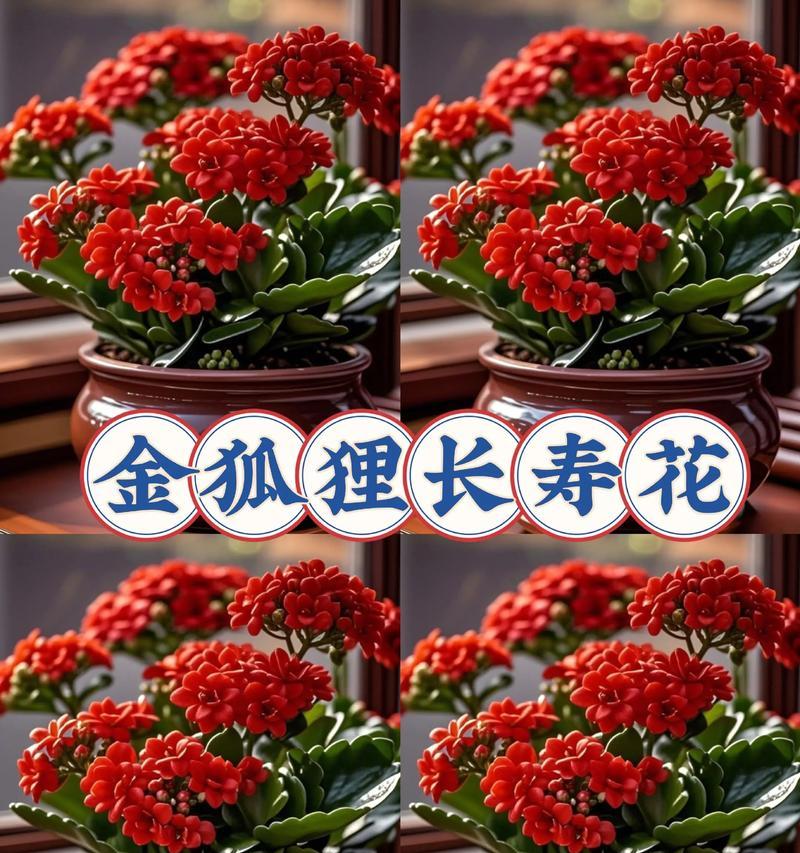 哪些花象征长寿？长寿花语有哪些？