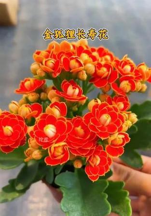 哪些花象征长寿？长寿花语有哪些？