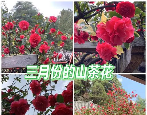 粉色海芋花代表什么？粉色海芋花的花语是什么？