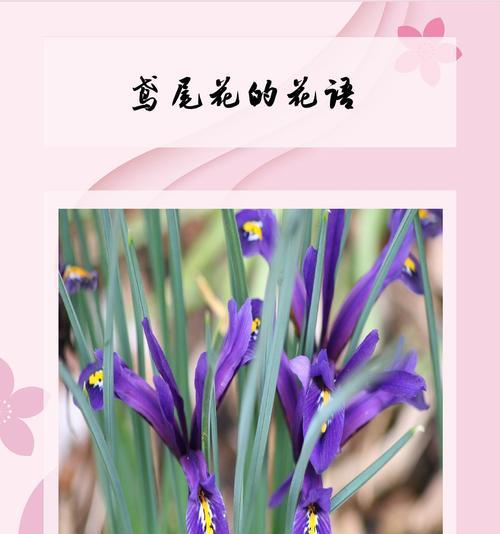 哪种花象征着健康？身体健康的花语是什么？