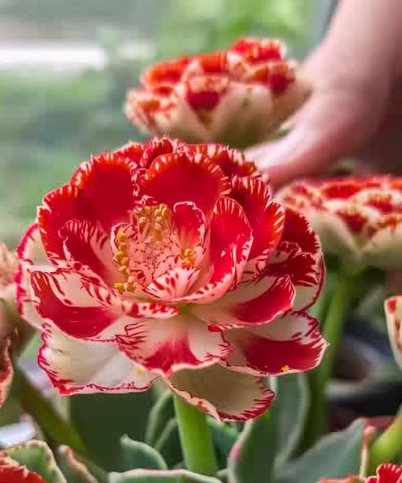 哪种花象征着健康？身体健康的花语是什么？