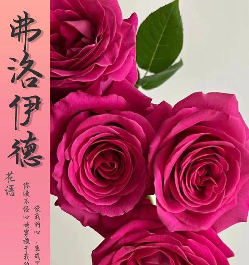 哪种花象征着健康？身体健康的花语是什么？